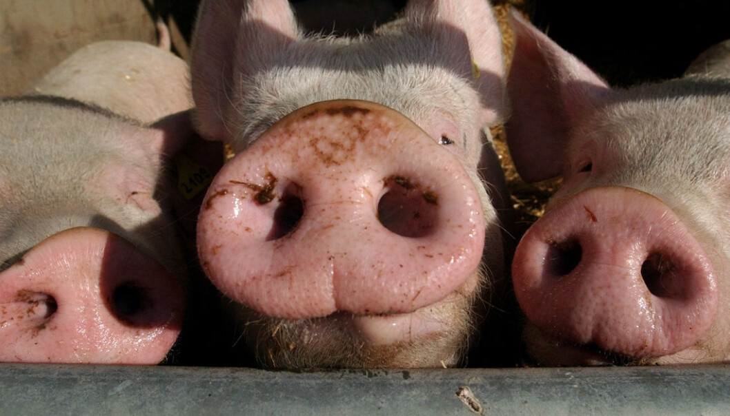 It is not yet known why Salmonella appears to occur more frequently in indoor pig herds than in outdoor or organic herds. (Photo: Colourbox) It is not yet known why Salmonella appears to occur more frequently in indoor pig herds than in outdoor or organic herds. (Photo: Colourbox)