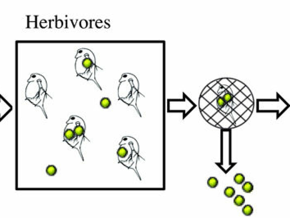 An illustration of the research design. Algae were grown in a tank of water containing nanoparticles (in yellow-green colour). The algae absorbed these particles and the algae are fed to animal plankton. This plankton was then fed to fish.  (Illustration: Cedervall et. al. in PLoS ONE)