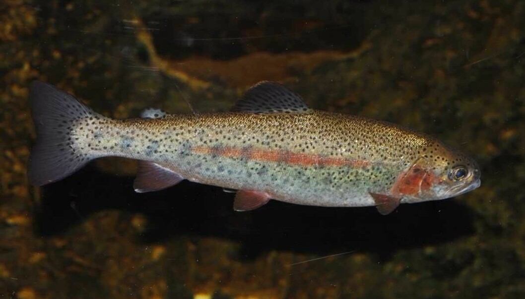 Denmark is the world’s largest exporter of rainbow trout. Researchers are therefore very happy about having eradicated Egtved disease in Denmark. (Photo: Colourbox)
