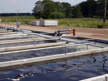 This is the fish farm at Rens in southern Jutland. Most Danish fish farms breed rainbow trout for export. (Photo: Runkebjerg.dk) This is the fish farm at Rens in southern Jutland. Most Danish fish farms breed rainbow trout for export. (Photo: Runkebjerg.dk)