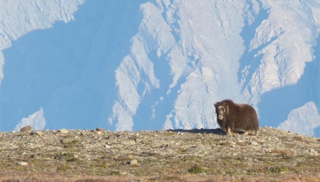 The origins of this musk ox – and all other animals – may be hidden in the rocks beneath it. Researchers believe fossils from the Sirius Pass in northern Greenland hold the key to understanding the development from simple bacteria to a diverse animal kingdom. (Photo: Emma Hammarlund) The origins of this musk ox – and all other animals – may be hidden in the rocks beneath it. Researchers believe fossils from the Sirius Pass in northern Greenland hold the key to understanding the development from simple bacteria to a diverse animal kingdom. (Photo: Emma Hammarlund)