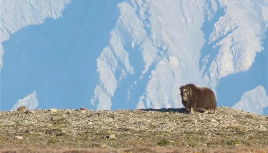 The origins of this musk ox – and all other animals – may be hidden in the rocks beneath it. Researchers believe fossils from the Sirius Pass in northern Greenland hold the key to understanding the development from simple bacteria to a diverse animal kingdom. (Photo: Emma Hammarlund)