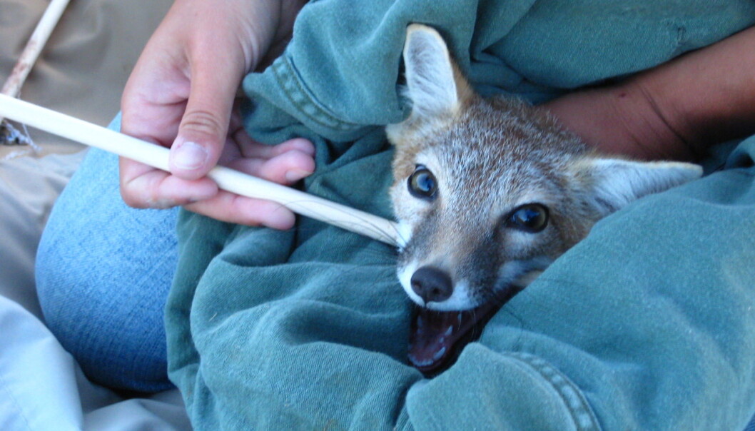 Animals’ personalities should be taken into consideration when scientists work with endangered species. This can increase the success of preservation workers. (Photo: Christina Hansen) Animals’ personalities should be taken into consideration when scientists work with endangered species. This can increase the success of preservation workers. (Photo: Christina Hansen)