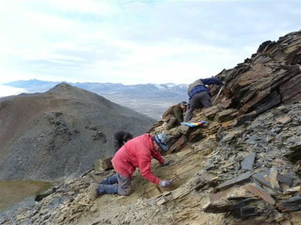 Emma Hammarlund’s colleagues at work cleaning rocks in their search for the source of the fossil store. Pictured (from left): palaeontologists Jan Audun Rasmussen, Arne Torshöj Nielsen, Jakob Wallöe Hansen and Martin Stein. (Photo: Emma Hammarlund)
