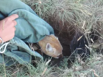 Foxes’ behaviour when faced with an orange bucket was compared to their reactions to being caught and handled in connection to being fitted with radio collars. Based on a uniform behaviour in the two situations, biologist Christina Hansen was able to create personality profiles for the individual foxes. (Photo: Christina Hansen)