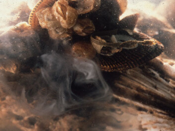 Oysters are both female and male, but not at the same time. While oysters are young they’re male, but as they age they become female. They spray their eggs and sperm into the water column in the hope that they will mix with eggs and sperm from other oysters. Pictured is a male oyster spraying his sperm around in the water. (Photo: University of Maryland) Oysters are both female and male, but not at the same time. While oysters are young they’re male, but as they age they become female. They spray their eggs and sperm into the water column in the hope that they will mix with eggs and sperm from other oysters. Pictured is a male oyster spraying his sperm around in the water. (Photo: University of Maryland)