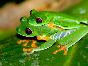 Frogs and other amphibians engage in a very primitive form of sex with external fertilisation. The male hooks himself onto the female’s back, waiting for her to lay her eggs. The male then sprays his sperm over the eggs. Pictured are a couple of red-eyed tree frogs being intimate. (Photo: Brian Gratwicke) Frogs and other amphibians engage in a very primitive form of sex with external fertilisation. The male hooks himself onto the female’s back, waiting for her to lay her eggs. The male then sprays his sperm over the eggs. Pictured are a couple of red-eyed tree frogs being intimate. (Photo: Brian Gratwicke)