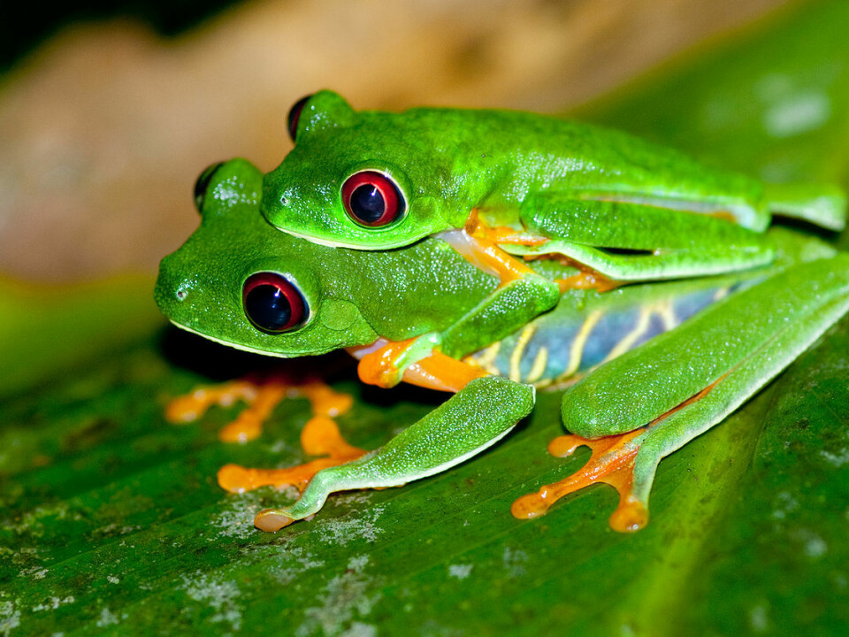 Frogs and other amphibians engage in a very primitive form of sex with external fertilisation. The male hooks himself onto the female’s back, waiting for her to lay her eggs. The male then sprays his sperm over the eggs. Pictured are a couple of red-eyed tree frogs being intimate. (Photo: Brian Gratwicke)