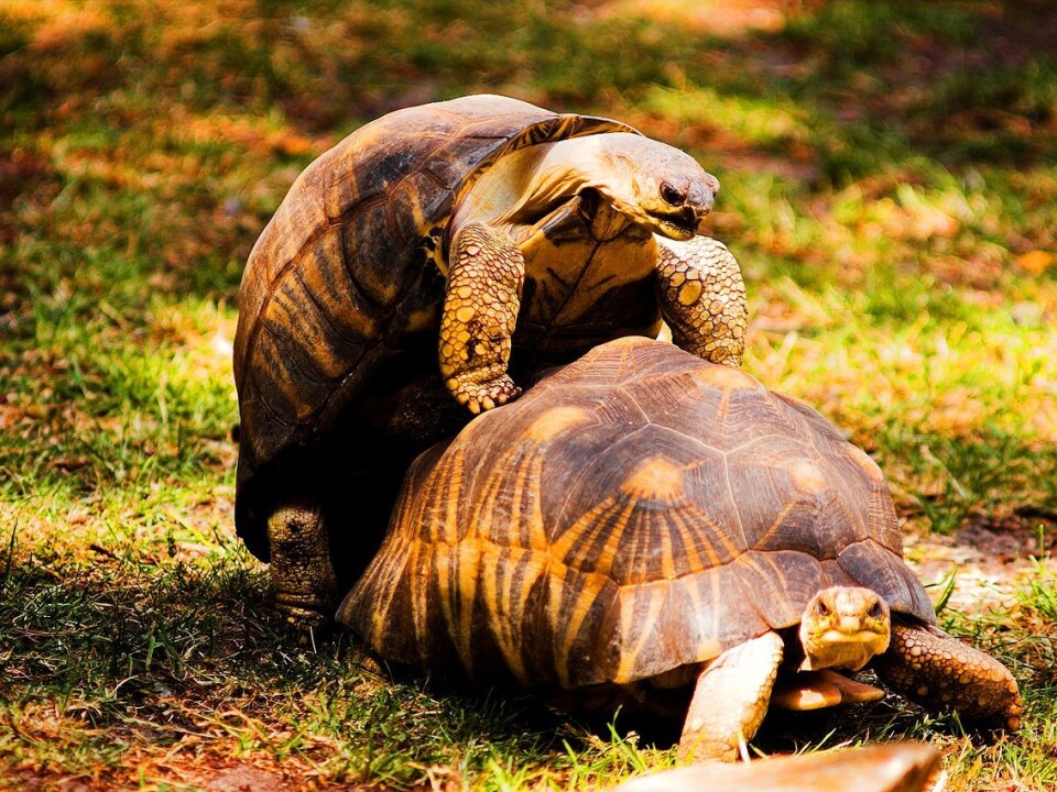 Reptiles such as turtles use internal fertilisation of eggs inside the female. This method is also being used by mammals and birds. In mammals, foetal development also occurs inside the female. (Photo: Fabien Dany)