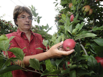 If you want your apple trees to grow apples, make sure your trees have different genders. (Photo: Colourbox) If you want your apple trees to grow apples, make sure your trees have different genders. (Photo: Colourbox)