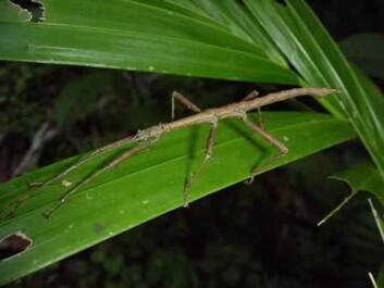 A species of stick insect stopped having sex 1.5 million years ago. How they have managed to survive remains a mystery (Photo: USDA) A species of stick insect stopped having sex 1.5 million years ago. How they have managed to survive remains a mystery (Photo: USDA)