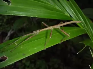 A species of stick insect stopped having sex 1.5 million years ago. How they have managed to survive remains a mystery (Photo: USDA)