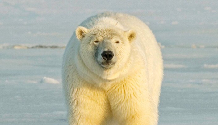 Grizzly-polar bear hybrids spotted in Canadian Arctic