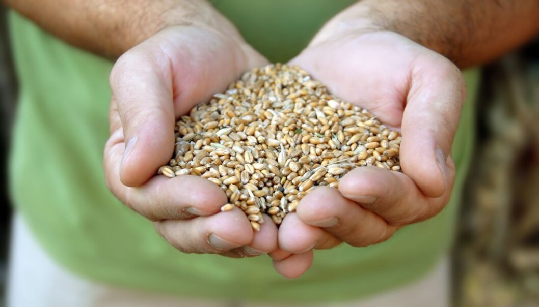 Researchers from Aarhus University are the first to have studied how effective ozone is against insects in grain in all their various stages of development. The results show that ozone has certain environmental and health-related benefits over traditional insecticides because ozone decomposes and vanishes. (Photo: Colourbox) Researchers from Aarhus University are the first to have studied how effective ozone is against insects in grain in all their various stages of development. The results show that ozone has certain environmental and health-related benefits over traditional insecticides because ozone decomposes and vanishes. (Photo: Colourbox)