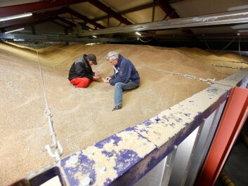 When grain is in storage, insects can do great damage. In some developing countries, up to 100 percent of the crop will be lost due to insect attacts. (Photo: Colourbox) When grain is in storage, insects can do great damage. In some developing countries, up to 100 percent of the crop will be lost due to insect attacts. (Photo: Colourbox)