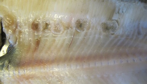 Halibut Pierced By Mysterious Projectile Parasite