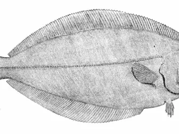 The Greenland halibut or Greenland turbot (Reinhardtius hippoglossoides) is a deepwater fish distributed from 200 to 1600 m but has been caught at depths more than 2,200 m. 
Even though most Greenland halibut are caught with bottom fishing gear (trawl, longline and gillnet) they have also been caught in surface drift nets which indicates that they can have a pelagic occurrence.
(Picture: Wiki Commons)
