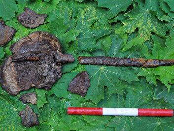 One of the crania was found impaled on a stake at the excavation site. (Photo: Fredrik Hallgren) One of the crania was found impaled on a stake at the excavation site. (Photo: Fredrik Hallgren)