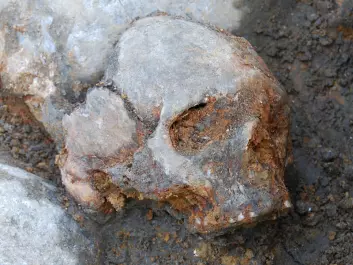 Cranium of a woman found at the site. (Photo: Fredrik Hallgren)