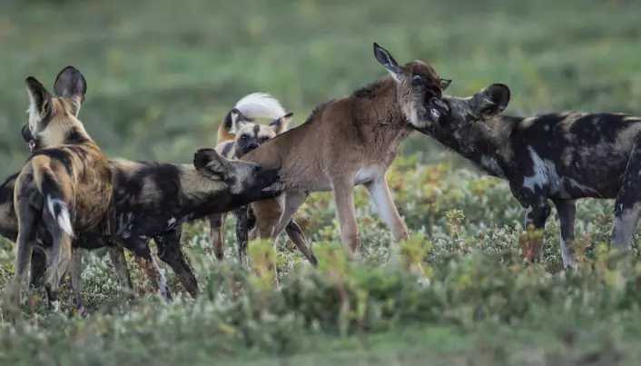 Solving the mystery of Serengeti’s vanishing wild dogs
