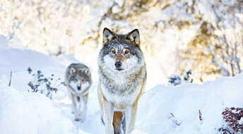 Wolves, but no dogs, in Scandinavian wolf population’s heritage