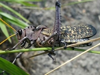 The brown grasshopper is a fairly common pest in the farmers' crops (Photo: Max Pixel).
The brown grasshopper is a fairly common pest in the farmers' crops (Photo: Max Pixel).