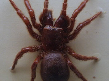 The active ingredient in Spear®-T is a compound found in the Australian spider Hadronyche versuta (Blue Mountains Funnel Web Spider). It works as an inhibitor (a substance that inhibits a chemical reaction, central nervous system). (Photo: <a href=”http://www.toxinology.com/fusebox.cfm?fuseaction=main.spiders.display&id=SP00015” target=”_blank”>Toby_Hudson-2014-CC BY-SA 3.0</a>) The active ingredient in Spear®-T is a compound found in the Australian spider Hadronyche versuta (Blue Mountains Funnel Web Spider). It works as an inhibitor (a substance that inhibits a chemical reaction, central nervous system). (Photo: <a href=”http://www.toxinology.com/fusebox.cfm?fuseaction=main.spiders.display&id=SP00015” target=”_blank”>Toby_Hudson-2014-CC BY-SA 3.0</a>)