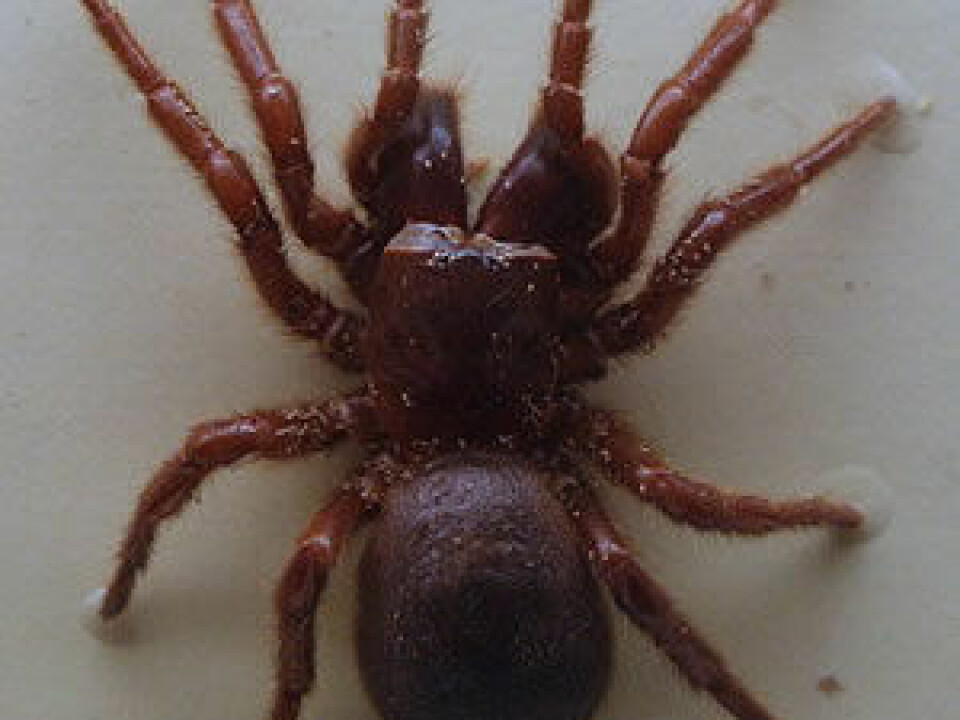 The active ingredient in Spear®-T is a compound found in the Australian spider Hadronyche versuta (Blue Mountains Funnel Web Spider). It works as an inhibitor (a substance that inhibits a chemical reaction, central nervous system). (Photo: Toby_Hudson-2014-CC BY-SA 3.0)