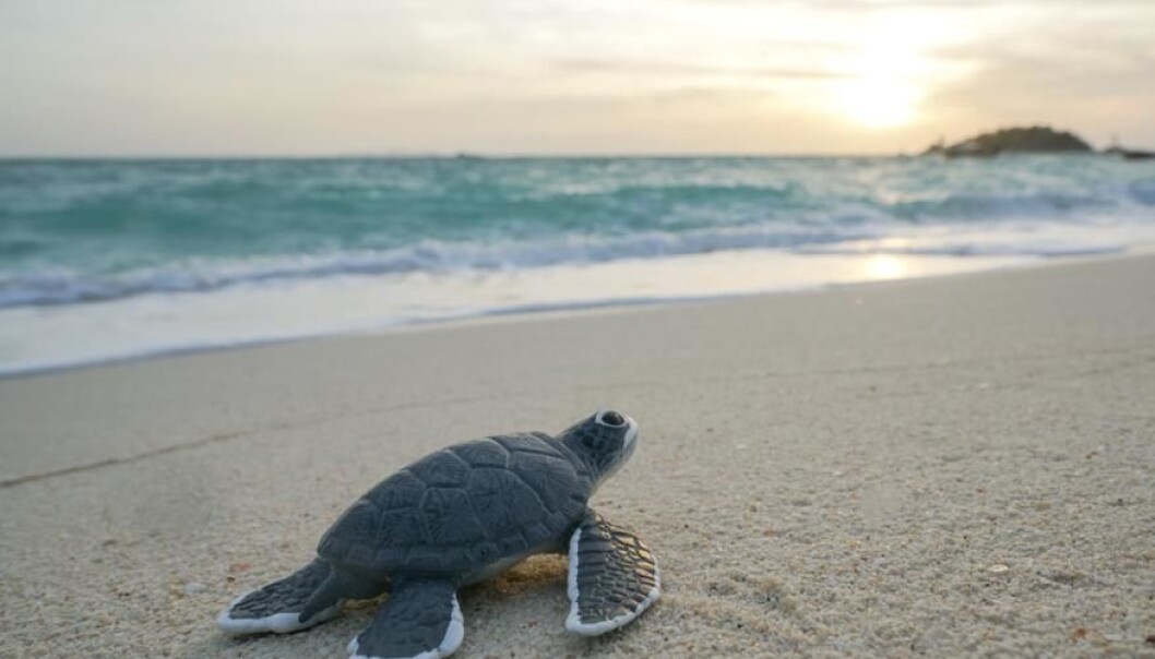 Turtles and tortoises have both increased chances of survival and reproduction as they grow older, which is a typical trend for organisms that keep growing in size as they age. (Photo: Shutterstock) Turtles and tortoises have both increased chances of survival and reproduction as they grow older, which is a typical trend for organisms that keep growing in size as they age. (Photo: Shutterstock)