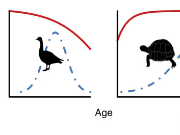 Figure 1. General trends in age-specific survival and reproduction for deer, geese, tortoises and frogs. (Illustration: Fernando Colchero and Dalia A. Conde) Figure 1. General trends in age-specific survival and reproduction for deer, geese, tortoises and frogs. (Illustration: Fernando Colchero and Dalia A. Conde)
