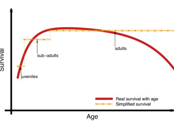Figure 2. How age-specific survival is grouped into general age groups (i.e. juveniles, sub-adults, and adults). (Illustration: Fernando Colchero and Dalia A. Conde) Figure 2. How age-specific survival is grouped into general age groups (i.e. juveniles, sub-adults, and adults). (Illustration: Fernando Colchero and Dalia A. Conde)