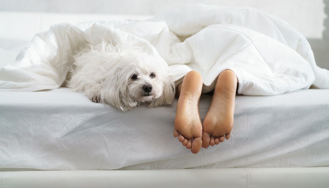 An unstressed owner = an unstressed dog, according to new research. (Illustration photo: Colourbox) An unstressed owner = an unstressed dog, according to new research. (Illustration photo: Colourbox)
