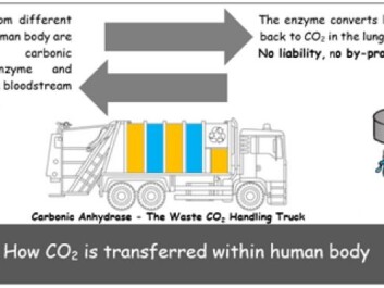 The figure shows the working mechanism of carbonic anhydrase where it carries waste carbon dioxide from other organs to the lungs and is not consumed in the process. (Figure: Humbul Suleman and Philip Loldrup Fosbøl, DTU) The figure shows the working mechanism of carbonic anhydrase where it carries waste carbon dioxide from other organs to the lungs and is not consumed in the process. (Figure: Humbul Suleman and Philip Loldrup Fosbøl, DTU)