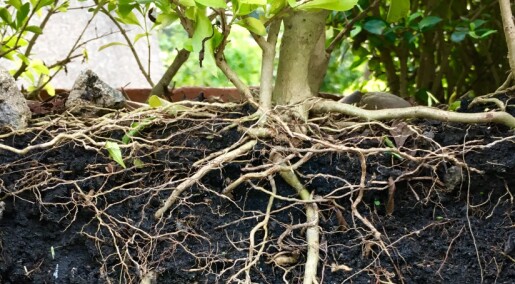 Wax on, wax off: What do plant roots and karate have in common? Wax on, wax off: What do plant roots and karate have in common?