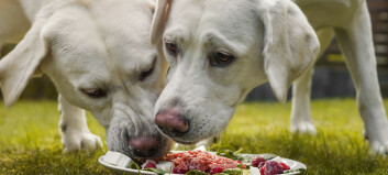 Is it okay to feed your dog leftovers?