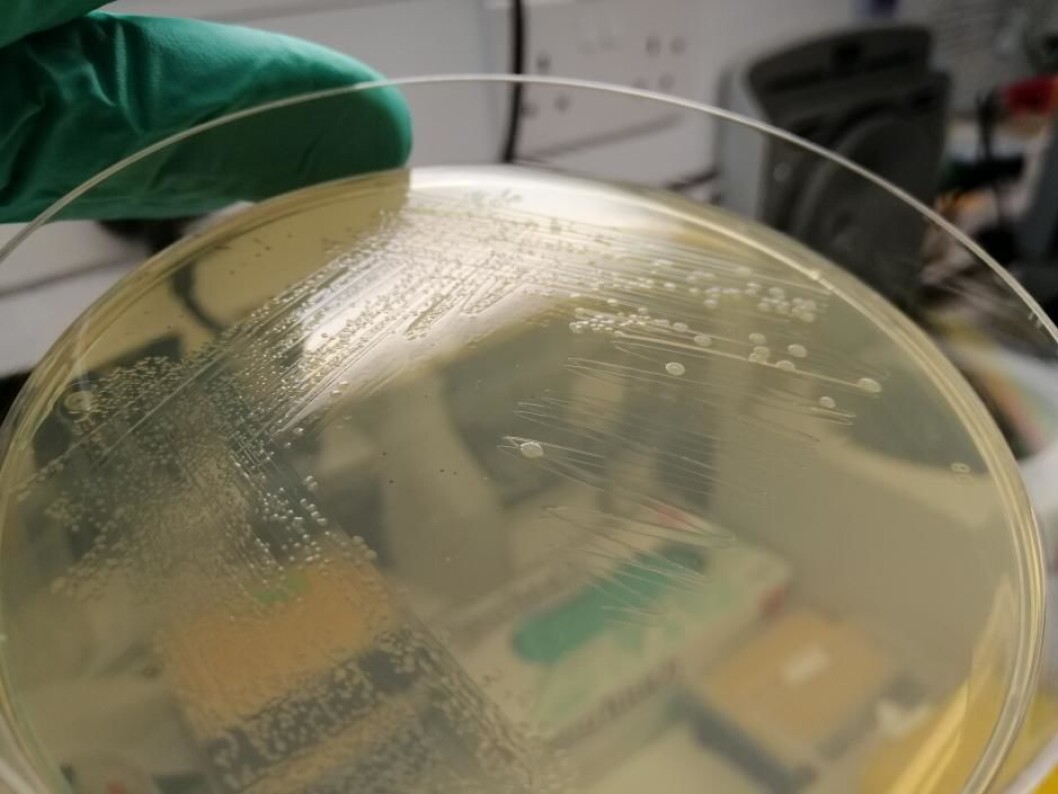 Colonies of the bacteria E. Coli Syn61, growing in the lab. (Photo: Julius Fredens, LMB) Colonies of the bacteria E. Coli Syn61, growing in the lab. (Photo: Julius Fredens, LMB)