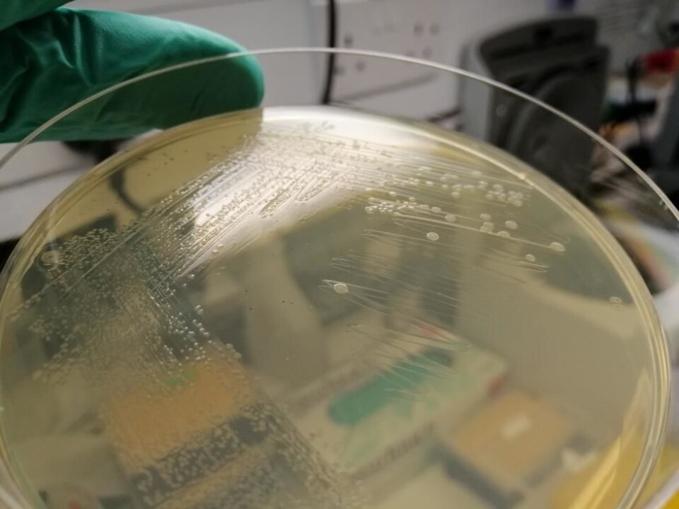 Colonies of the bacteria E. Coli Syn61, growing in the lab. (Photo: Julius Fredens, LMB)