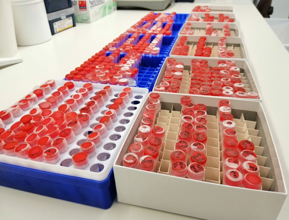 The synthetic E. Coli Syn61 arriving at the lab fra China, where it's produced