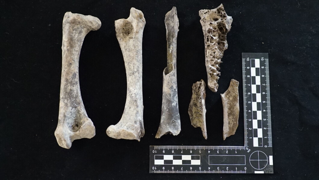 Dodo bones Dodo bones