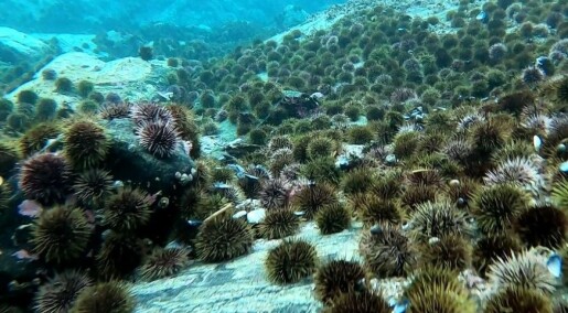 Norway's first onshore sea urchin farm up and running
