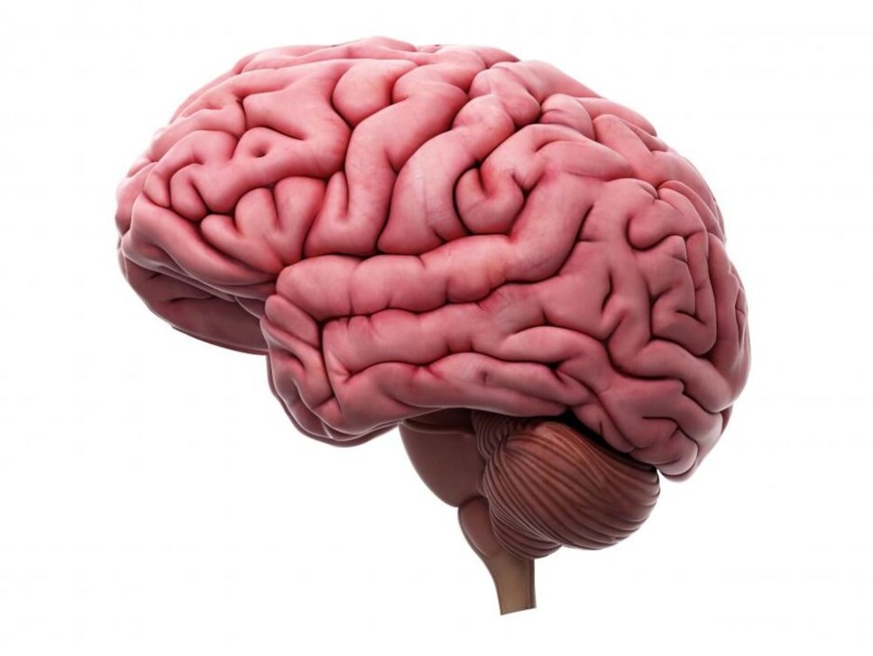 One in three will develop a brain disease in their lifetime.
That is why brain health is of great importance to most of us - both directly and indirectly.