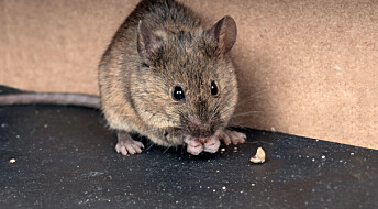 Why mice are man's best friend in the fight against COVID-19