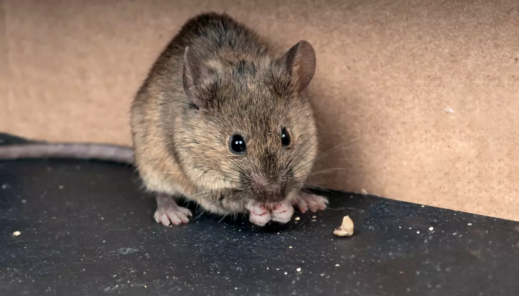 The mouse is the most widely used experimental animal in the world and accounts for more than half of the world's total number of experimental animals.
