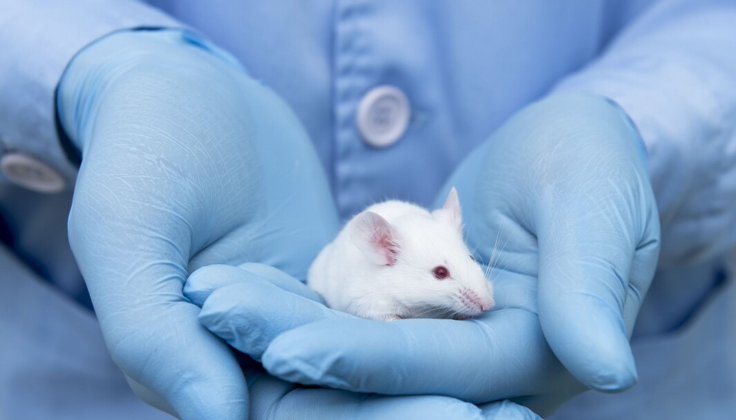 The popularity of the mouse as an experimental animal is partly due to the fact that it is inexpensive to keep and easy to breed. The popularity of the mouse as an experimental animal is partly due to the fact that it is inexpensive to keep and easy to breed.