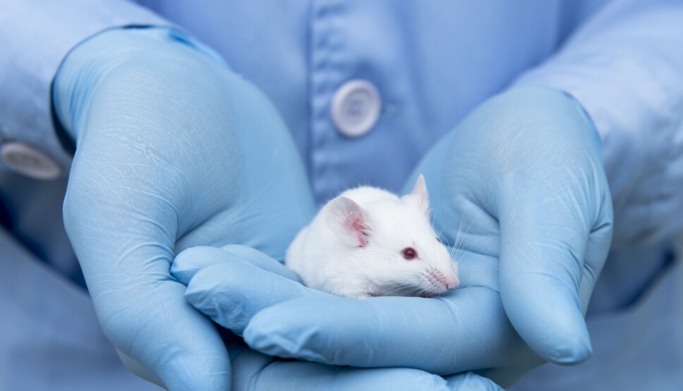 The popularity of the mouse as an experimental animal is partly due to the fact that it is inexpensive to keep and easy to breed.