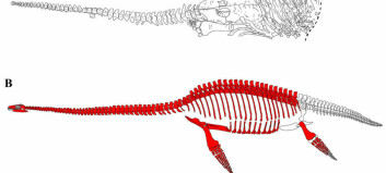 Discovered new species on Svalbard: Britney was an arctic plesiosaur with a tiny head and enormous eyes