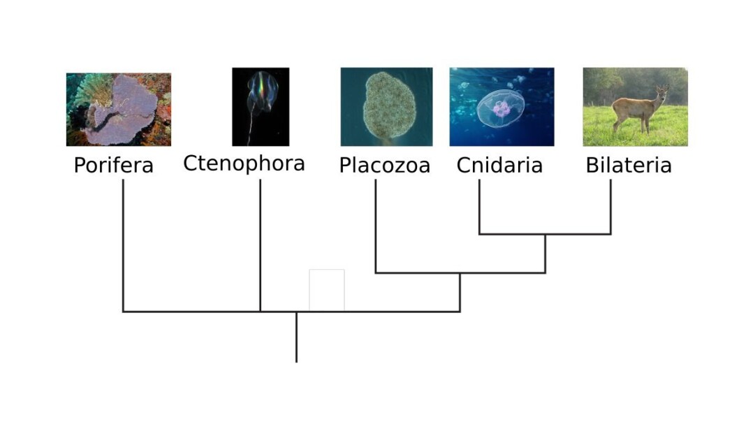 Did the Porifera or Ctenophora split first from the rest of the animals? The answer will have an impact on our understanding of the evolution of the nervous system. Did the Porifera or Ctenophora split first from the rest of the animals? The answer will have an impact on our understanding of the evolution of the nervous system.