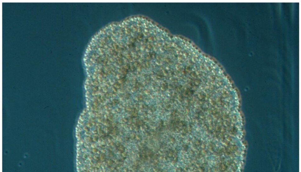 Trichoplax adhaerens, despite the lack of a nervous system, is able to perform quite complex behaviours – relatively speaking.