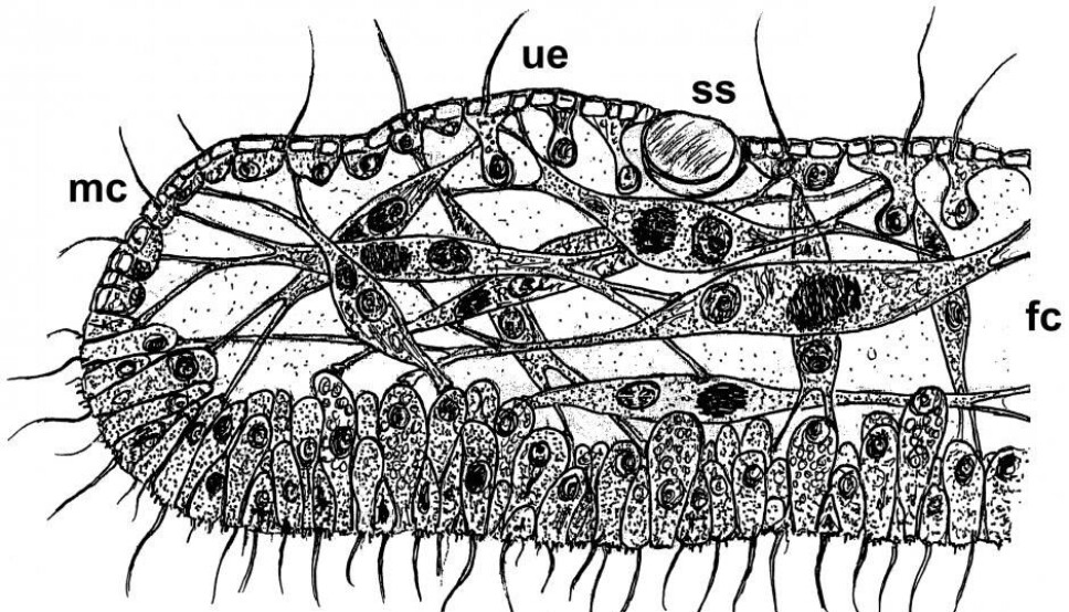 Trichoplax adhaerens, despite the lack of a nervous system, is able to perform quite complex behaviours – relatively speaking.