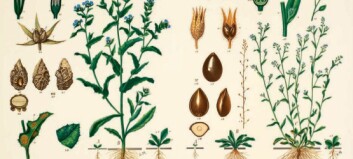Emil Korsmo’s goal was to beat back weeds. But the wall charts he made of the bothersome plants were beautiful and popular